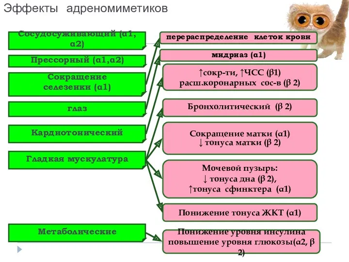 Эффекты адреномиметиков перераспределение клеток крови мидриаз (α1) ↑сокр-ти, ↑ЧСС (β1)