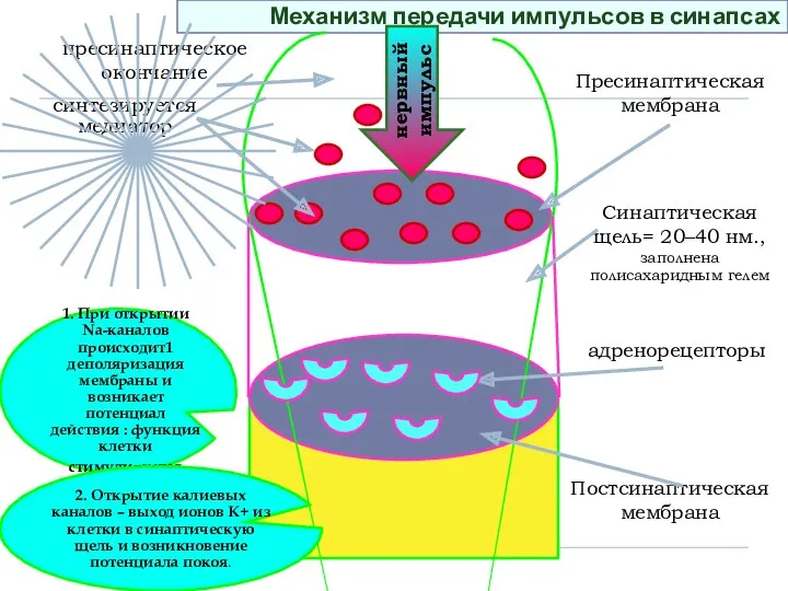 Механизм передачи импульсов в синапсах Пресинаптическая мембрана Постсинаптическая мембрана Синаптическая