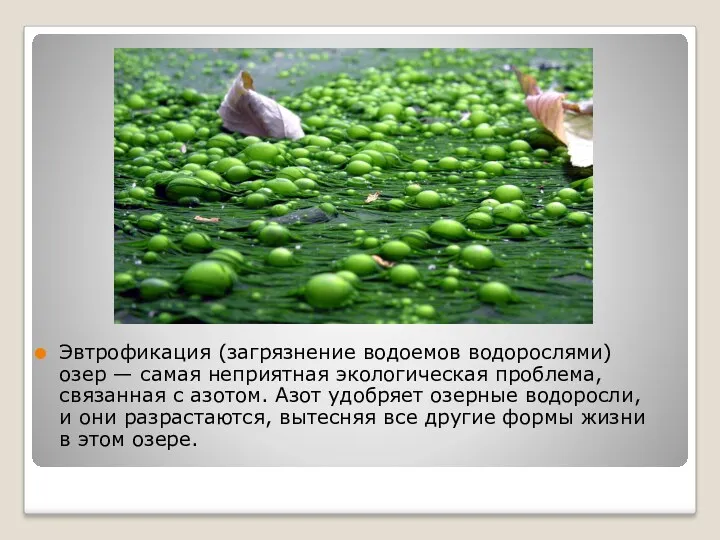 Эвтрофикация (загрязнение водоемов водорослями) озер — самая неприятная экологическая проблема,