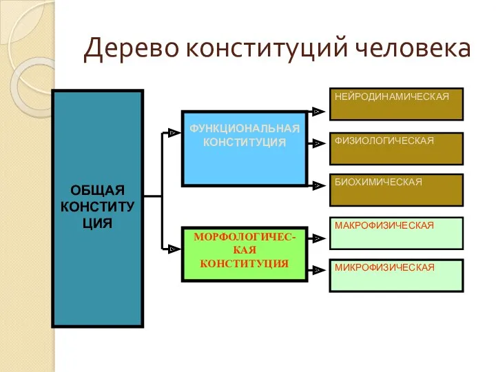 Дерево конституций человека