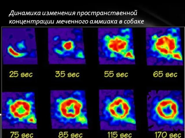 Динамика изменения пространственной концентрации меченного аммиака в собаке