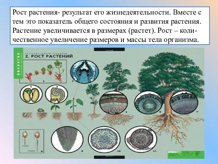 Рост растения- результат его жизнедеятельности. Вместе с тем это показатель