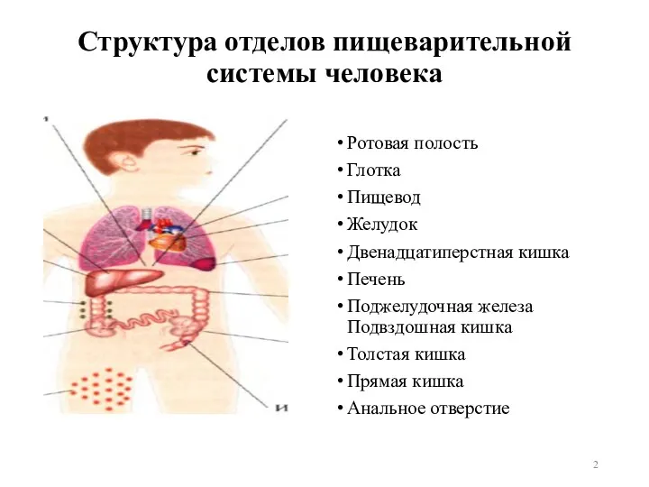 Структура отделов пищеварительной системы человека Ротовая полость Глотка Пищевод Желудок