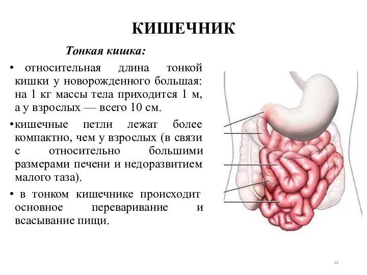 КИШЕЧНИК Тонкая кишка: относительная длина тонкой кишки у новорожденного большая: