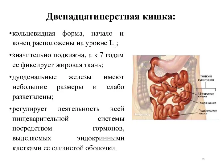 Двенадцатиперстная кишка: кольцевидная форма, начало и конец расположены на уровне