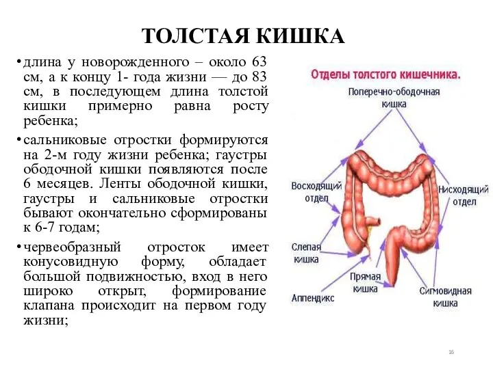 ТОЛСТАЯ КИШКА длина у новорожденного – около 63 см, а