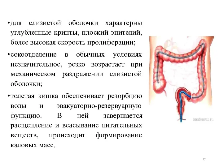 для слизистой оболочки характерны углубленные крипты, плоский эпителий, более высокая