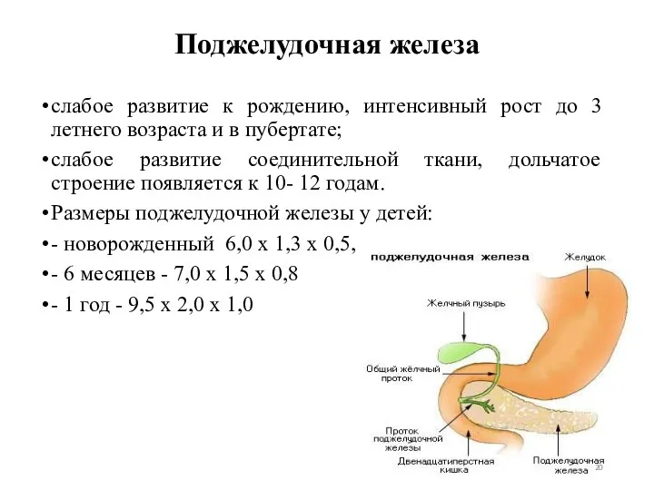 Поджелудочная железа слабое развитие к рождению, интенсивный рост до 3