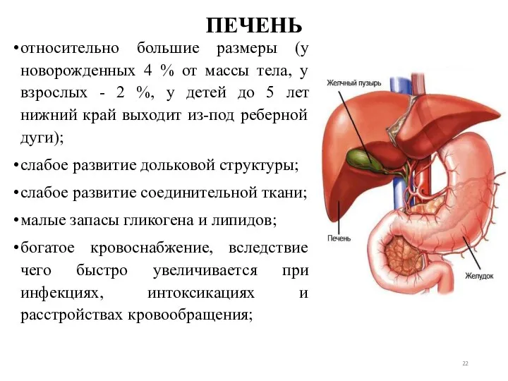 ПЕЧЕНЬ относительно большие размеры (у новорожденных 4 % от массы