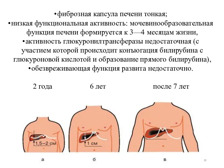 фиброзная капсула печени тонкая; низкая функциональная активность: мочевинообразовательная функция печени