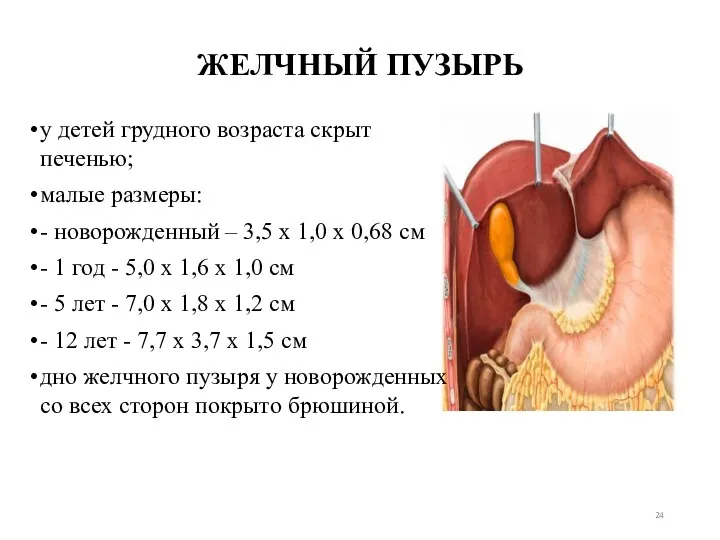 ЖЕЛЧНЫЙ ПУЗЫРЬ у детей грудного возраста скрыт печенью; малые размеры: