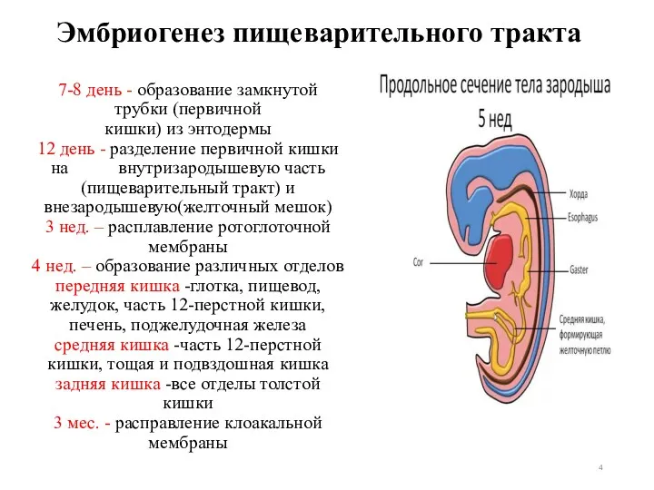 7-8 день - образование замкнутой трубки (первичной кишки) из энтодермы