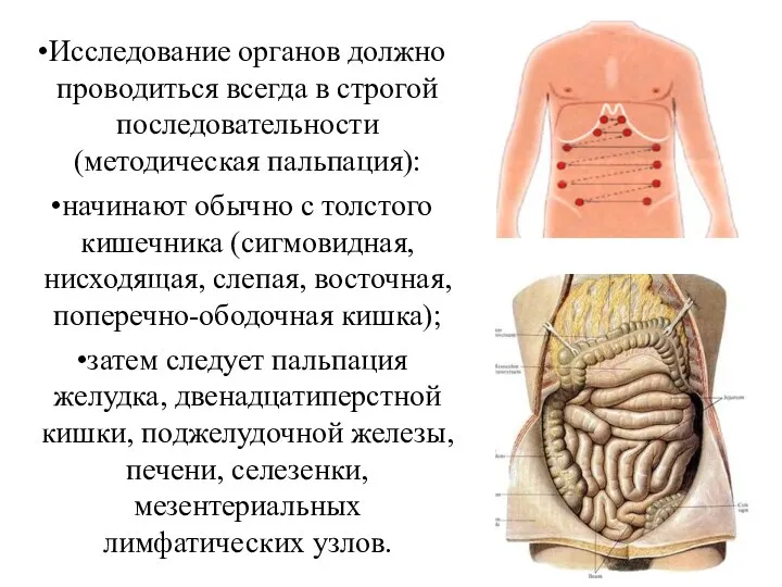 Исследование органов должно проводиться всегда в строгой последовательности (методическая пальпация):