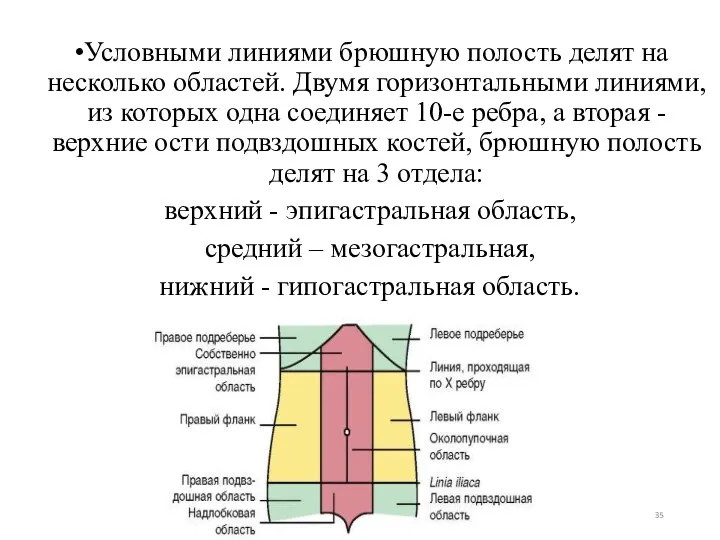 Условными линиями брюшную полость делят на несколько областей. Двумя горизонтальными