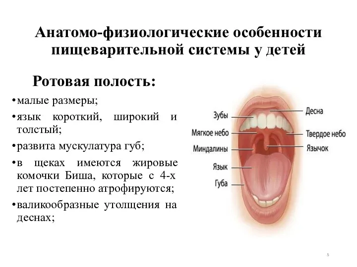 Анатомо-физиологические особенности пищеварительной системы у детей Ротовая полость: малые размеры;