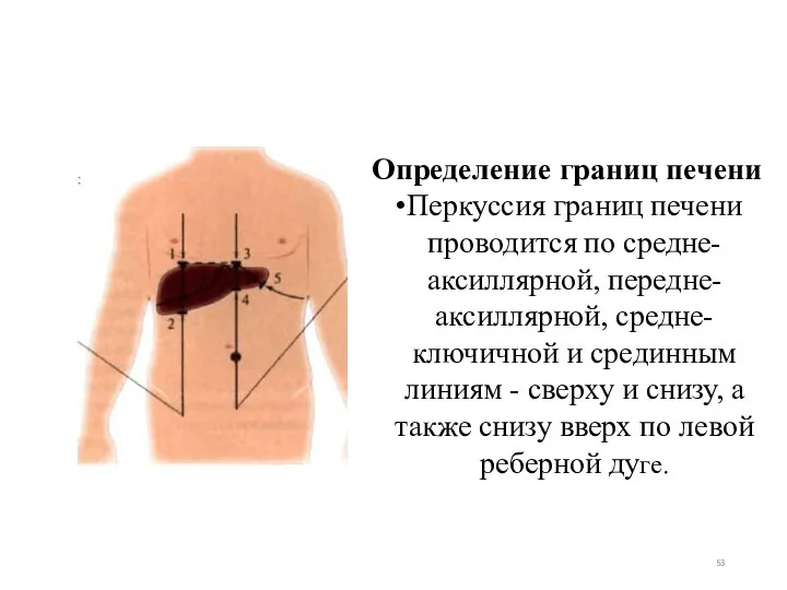 Определение границ печени Перкуссия границ печени проводится по средне-аксиллярной, передне-аксиллярной,