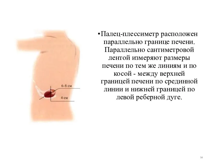 Палец-плессиметр расположен параллельно границе печени. Параллельно сантиметровой лентой измеряют размеры