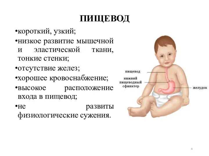 ПИЩЕВОД короткий, узкий; низкое развитие мышечной и эластической ткани, тонкие