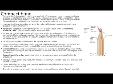 Compact bone Osteon ( Haversian system ) : is the