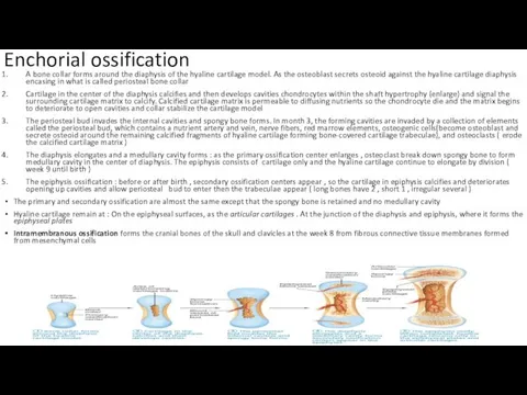 Enchorial ossification A bone collar forms around the diaphysis of