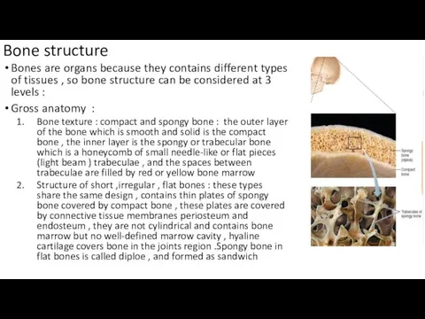Bone structure Bones are organs because they contains different types