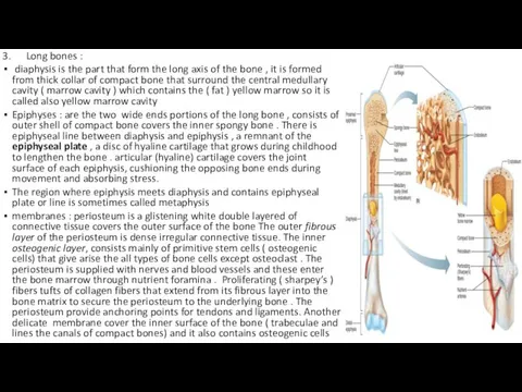 3. Long bones : diaphysis is the part that form