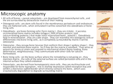 Microscopic anatomy All cells of bones – except osteoclasts –