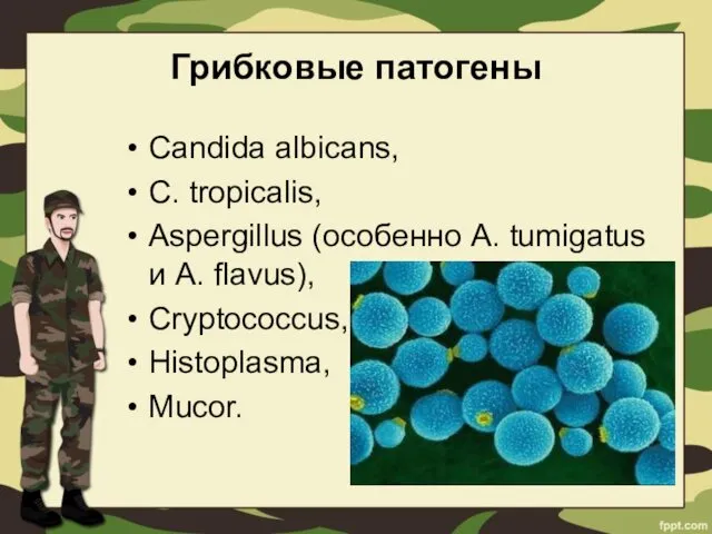 Грибковые патогены Candida albicans, C. tropicalis, Aspergillus (особенно A. tumigatus и A. flavus), Cryptococcus, Histoplasma, Mucor.