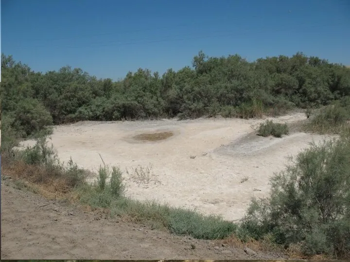 Тугаи Речные долины в зоне пустынь имеют густые заросли кустарников - тугаи. Типичны