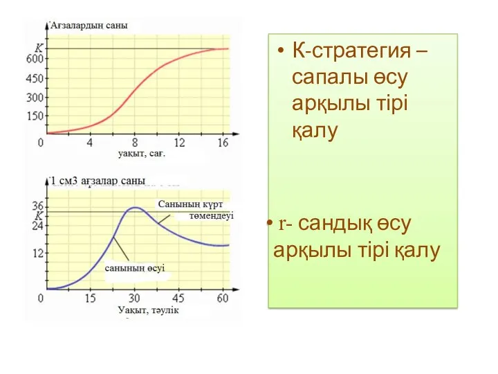 К-стратегия –сапалы өсу арқылы тірі қалу r- сандық өсу арқылы тірі қалу