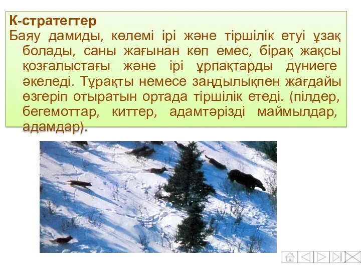 К-стратегтер Баяу дамиды, көлемі ірі және тіршілік етуі ұзақ болады, саны жағынан көп