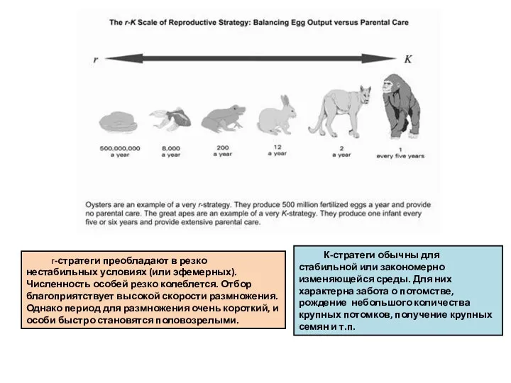 r-стратеги преобладают в резко нестабильных условиях (или эфемерных). Численность особей резко колеблется. Отбор