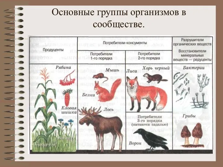 Основные группы организмов в сообществе.