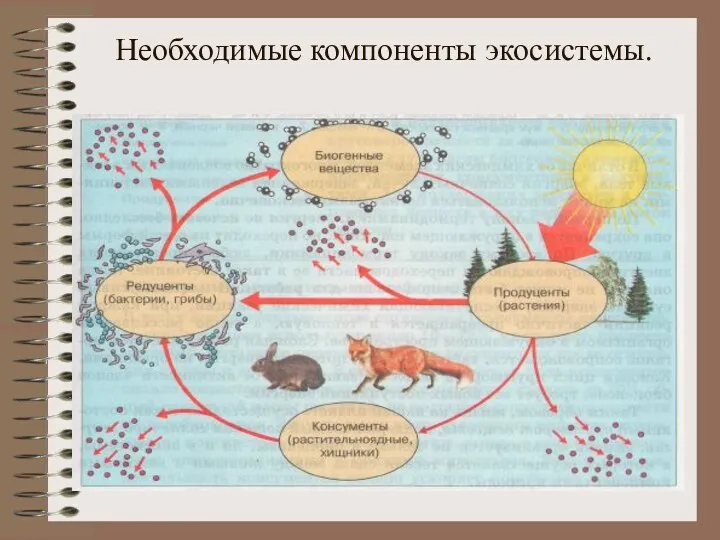 Необходимые компоненты экосистемы.