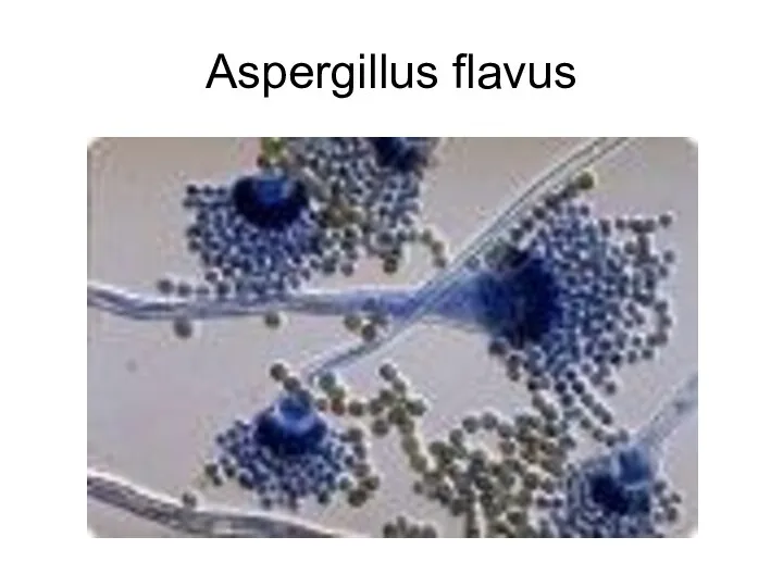 Aspergillus flavus