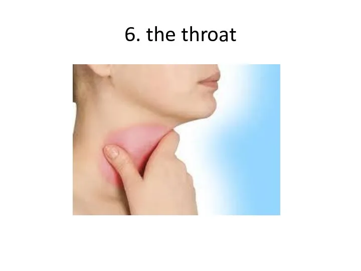 6. the throat