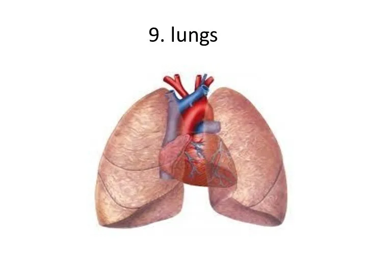 9. lungs