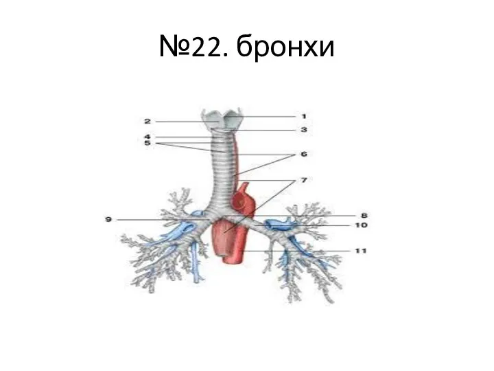 №22. бронхи