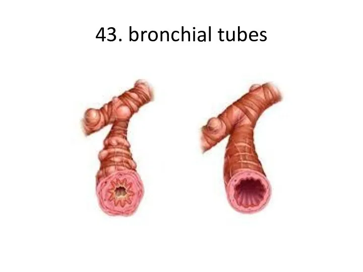 43. bronchial tubes