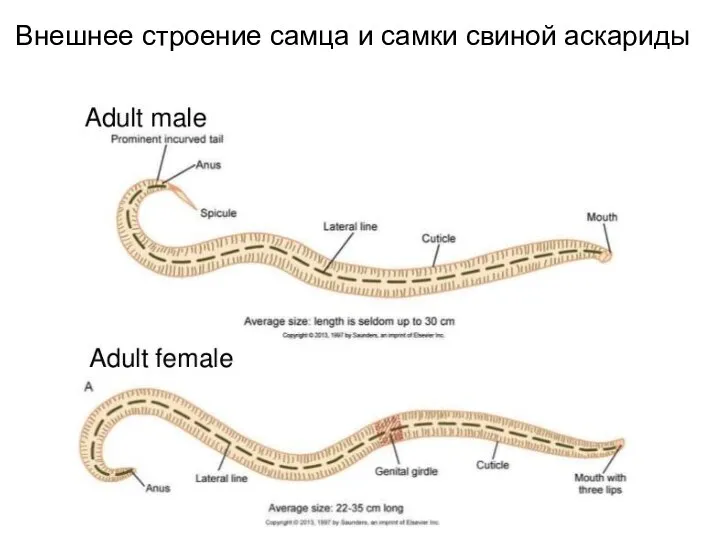 Внешнее строение самца и самки свиной аскариды