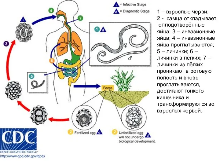 1 – взрослые черви; 2 - самца откладывает оплодотворённые яйца;