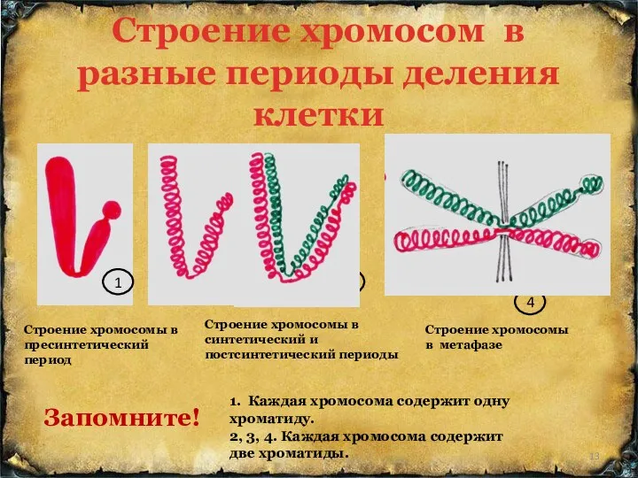 Строение хромосом в разные периоды деления клетки 1 2 3