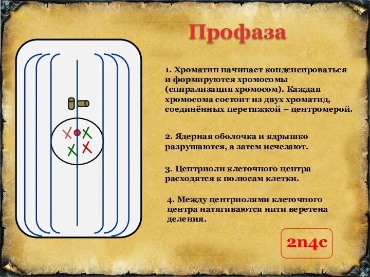 3. Центриоли клеточного центра расходятся к полюсам клетки. 1. Хроматин начинает конденсироваться и