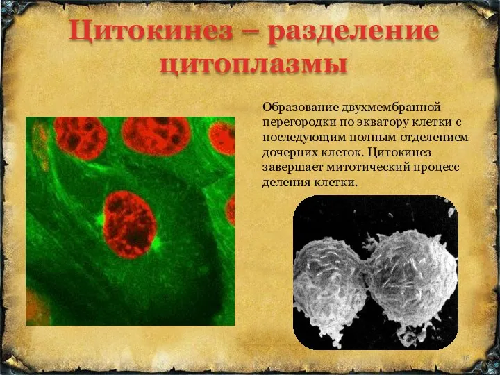 Цитокинез – разделение цитоплазмы Образование двухмембранной перегородки по экватору клетки с последующим полным