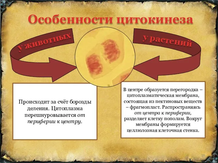 Особенности цитокинеза Происходит за счёт борозды деления. Цитоплазма перешнуровывается от периферии к центру.