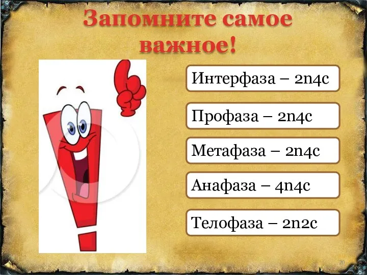 Запомните самое важное! Интерфаза – 2n4c Профаза – 2n4c Метафаза