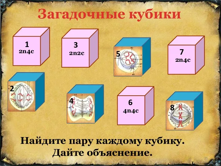 Найдите пару каждому кубику. Дайте объяснение. Загадочные кубики 2n4c 2n4c 4n4c 2n2c 1