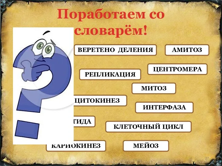 Поработаем со словарём! МИТОЗ АМИТОЗ МЕЙОЗ ИНТЕРФАЗА ЦИТОКИНЕЗ ВЕРЕТЕНО ДЕЛЕНИЯ КЛЕТОЧНЫЙ ЦИКЛ ЦЕНТРОМЕРА ХРОМАТИДА РЕПЛИКАЦИЯ КАРИОКИНЕЗ