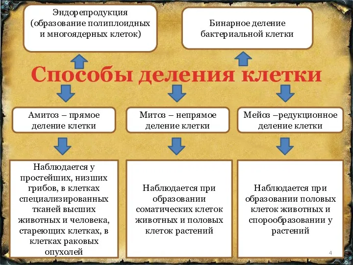 Способы деления клетки Амитоз – прямое деление клетки Митоз –