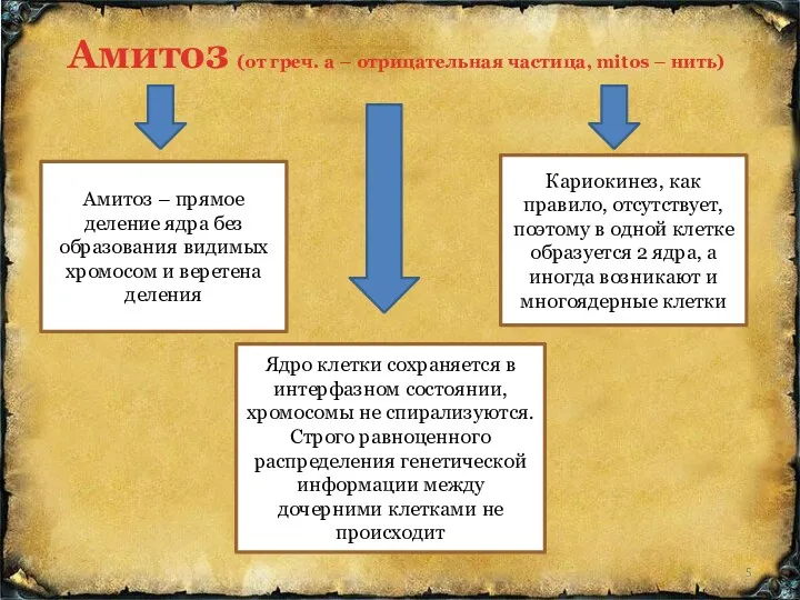 Амитоз (от греч. a – отрицательная частица, mitos – нить) Амитоз – прямое